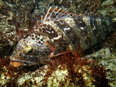 Goniistius rubrolabiatus