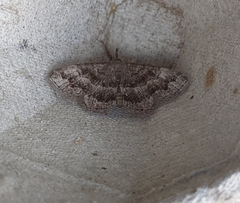 Phalaenostola larentioides