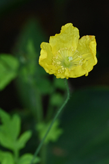 Papaver cambricum
