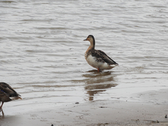 Anas platyrhynchos domesticus