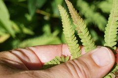 Thelypteris palustris pubescens