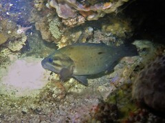 Acanthistius serratus