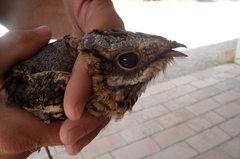 Caprimulgus ruficollis