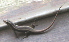 Trachylepis striata