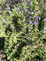 Scutellaria galericulata