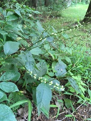 Persicaria virginiana