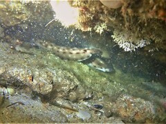 Aulohalaelurus labiosus