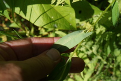 Persicaria sagittata
