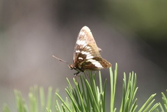 Limenitis lorquini