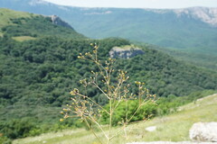 Trinia glauca