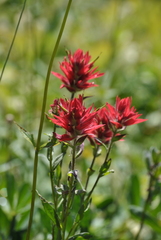 Castilleja miniata miniata