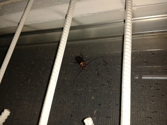 Periplaneta americana