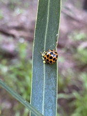 Harmonia conformis