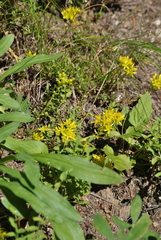 Sedum lanceolatum