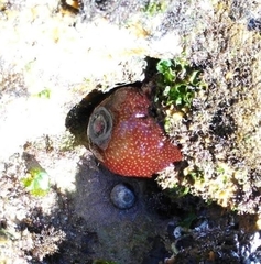 Actinia fragacea