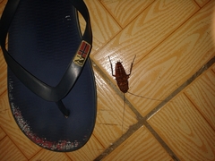 Periplaneta americana