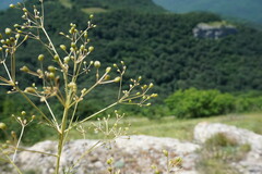 Trinia glauca