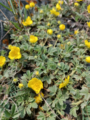 Potentilla acaulis