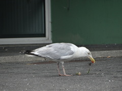 Larus argentatus