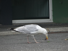 Larus argentatus