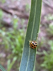 Harmonia conformis