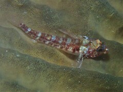 Helcogramma decurrens