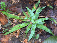 Carex platyphylla