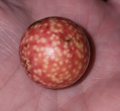 Amphibolips quercusjuglans