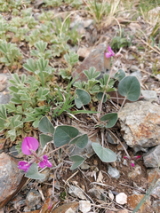 Gueldenstaedtia monophylla