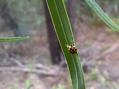 Harmonia conformis