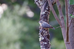 Sitta europaea