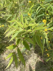 Sambucus