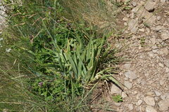 Iris pumila