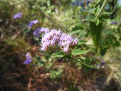 Plantae