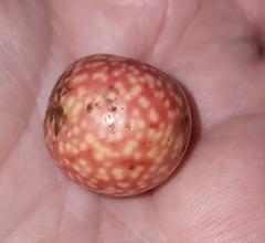 Amphibolips quercusjuglans