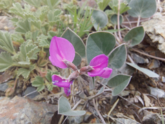 Gueldenstaedtia monophylla
