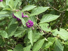 Callicarpa americana