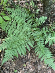 Athyrium filix-femina