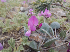 Gueldenstaedtia monophylla