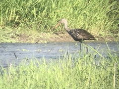 Aramus guarauna