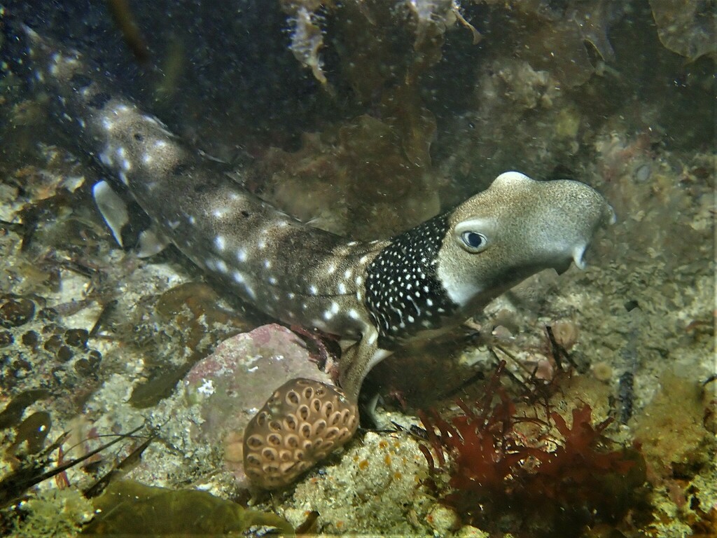 Necklace Carpet Shark