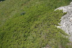 Juniperus sabina