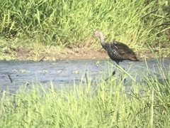 Aramus guarauna
