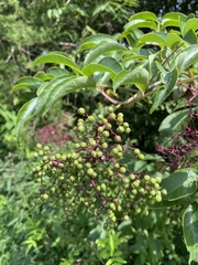 Sambucus canadensis