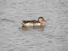 Anas platyrhynchos domesticus
