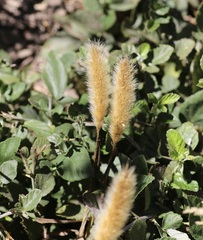 Polypogon monspeliensis