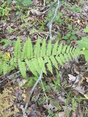 Athyrium