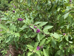 Callicarpa americana
