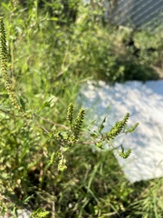 Ambrosia artemisiifolia