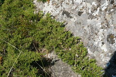 Juniperus sabina